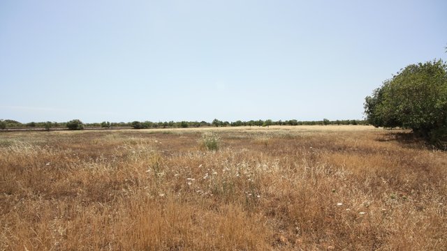Rustic plot approved for construction near Cala Mondragó, Santanyí, Mallorca.