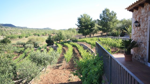 Viñedos y olivares