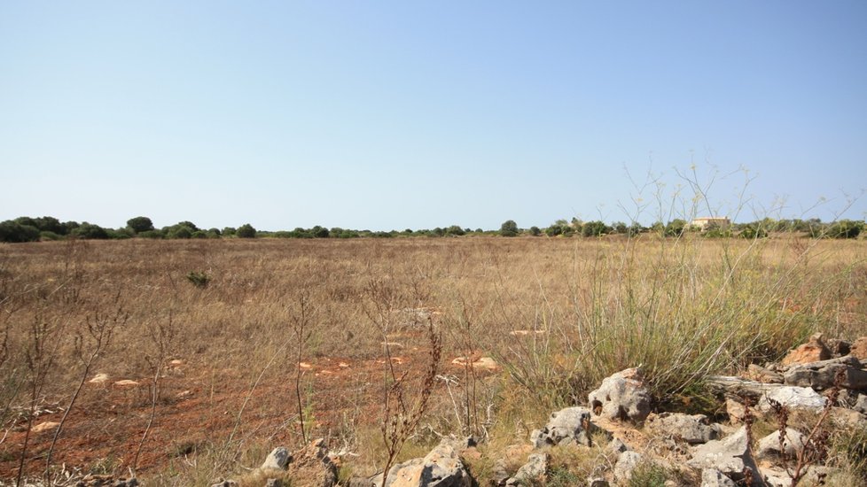 Terreny rústic als voltants del cap de Ses Salines (Mallorca).